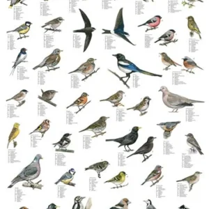 Birds of the Garden