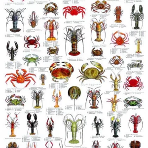 Crab and Lobster Poster