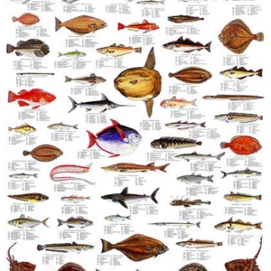 Sea Fish Poster